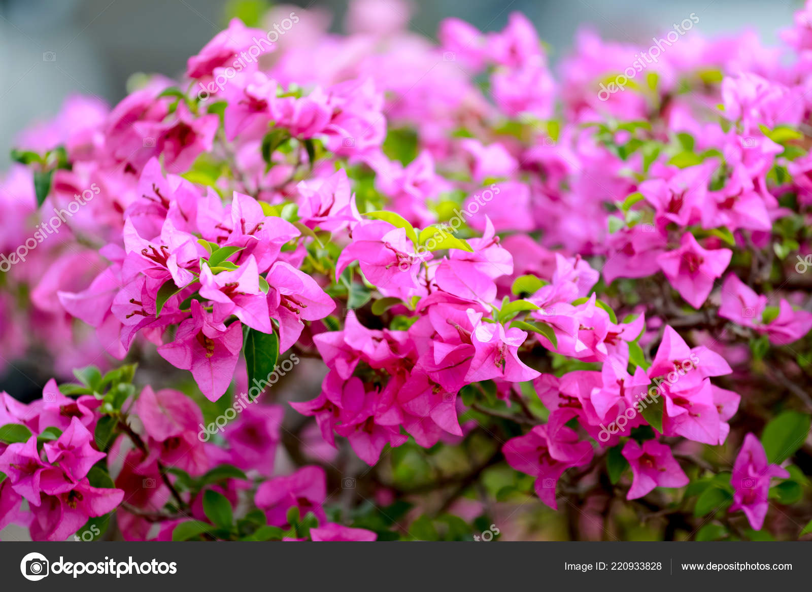 bougainvillea paper flower natural background stock photo bougainvillea paper flower