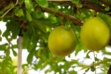 Ağaç üzerinde dev Pomelo