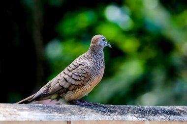 güvercin beton duvar