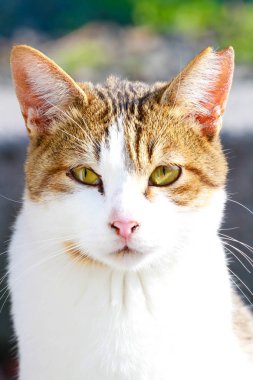 Kırık bir kulağı olan bir kedi yüzü yukarı kapatın.
