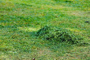 Yeşil Haystack sonra düzenlenen bahçe içinde