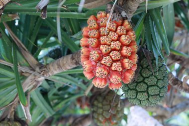 Çam (Pandanus tectorius veya Pandanus odoratissimus) deniz kenarında plajda vida