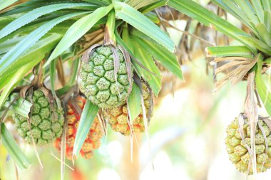 Çam (Pandanus tectorius veya Pandanus odoratissimus) deniz kenarında plajda vida