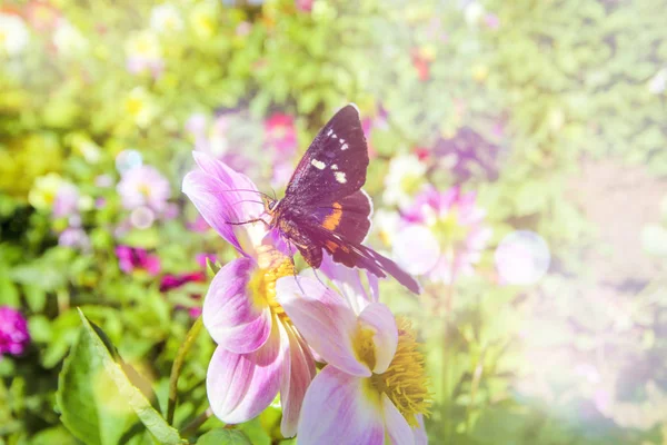 Butterfly Flower Morning — Stock Photo, Image