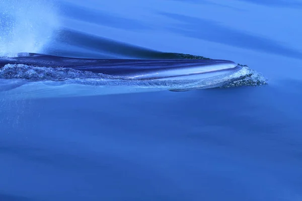 クジラ ニタリクジラ エデンのクジラ ナガスクジラ属 Edeni — ストック写真