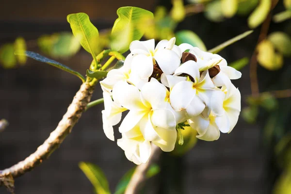 Plumeria Obtusa Evergreen Frangipani Mezarlık Çiçek Pagoda Ağaç Tapınak Ağaç — Stok fotoğraf