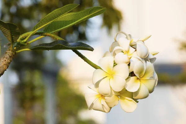 Plumeria Obtusa Evergreen Frangipani Mezarlık Çiçek Pagoda Ağaç Tapınak Ağaç — Stok fotoğraf