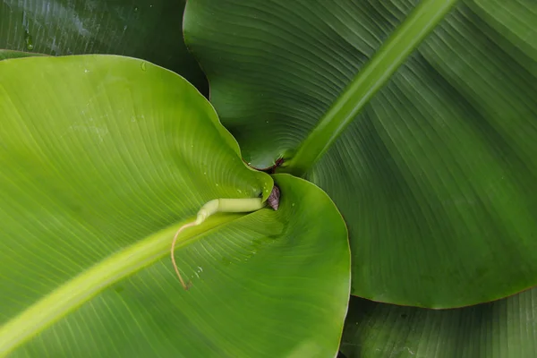 Banana Leaves Texture Background — Stock Photo, Image