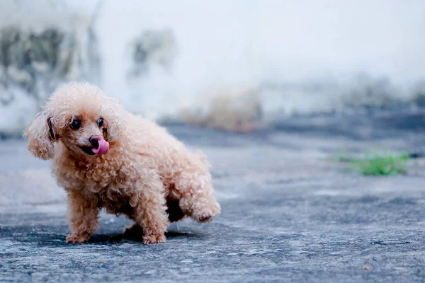 コンクリートの道路におもらしする犬 — ストック写真