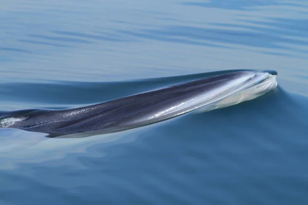 Head Whale Bryde Whale Eden Whale Balaenoptera Edeni — Stock Photo, Image