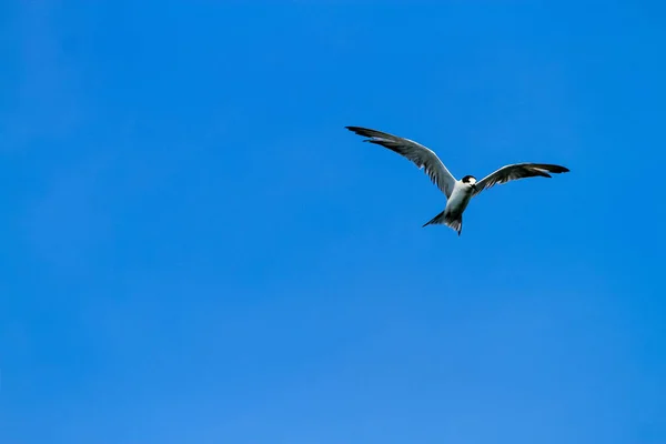 Gaivotas Voam Sobre Água — Fotografia de Stock