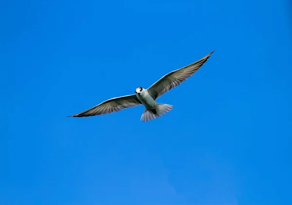 Måsar Flyger Över Vatten — Stockfoto