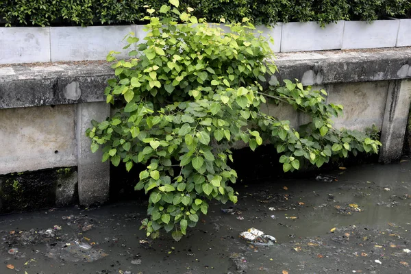 Contamination Environnement Dans Rivière — Photo