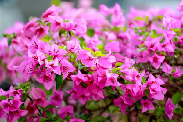 Bougainvillea Flor Papel Para Fundo Natural — Fotografia de Stock