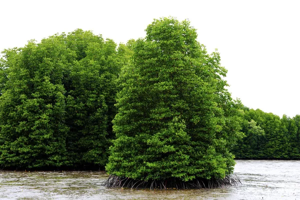 Csavar Fenyő Pandanusz Vagy Pandanus Odoratissimus Tengerparton Tengerhez Közel — Stock Fotó