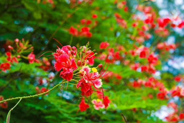 Delonix Regia Uma Espécie Angiospermas Família Fabaceae — Fotografia de Stock