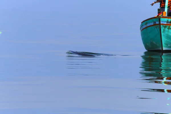 Cauda Baleia Bryde Baleia Éden Balaenoptera Edeni — Fotografia de Stock