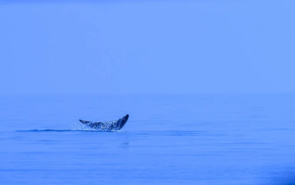 Bryde Whale Tail Eden Whale Balaenoptera Edeni — Stock Photo, Image