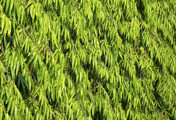 Zelený Strom Zeď Pro Pozadí — Stock fotografie