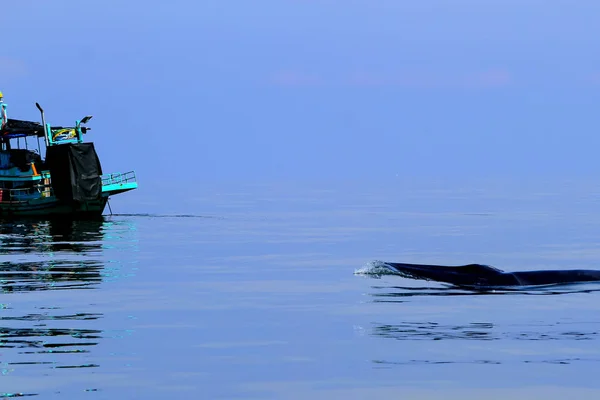 Bryde Whale Tail Eden Whale Balaenoptera Edeni — Stock Photo, Image