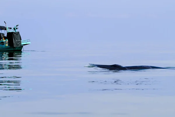 Bryde Whale Tail Eden Whale Balaenoptera Edeni — Stock Photo, Image