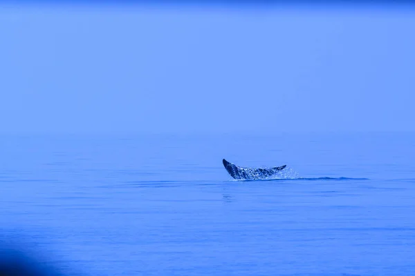 Bryde Whale Tail Eden Whale Balaenoptera Edeni — Stock Photo, Image