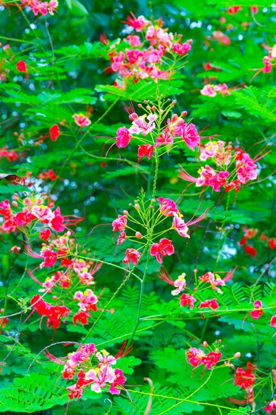 Delonix Regia Uma Espécie Angiospermas Família Fabaceae — Fotografia de Stock