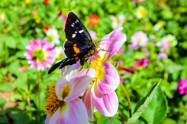 Butterfly Flower Morning — Stock Photo, Image