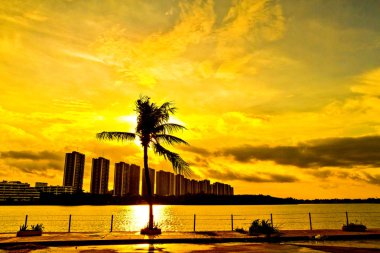 arka plan bir Hindistan cevizi ağacı silueti