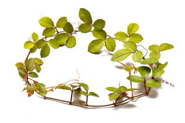 Masanın üzerinde bir daire içinde sürünen bitki yerleştirilir.