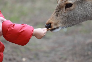 elinden yemek yeme geyik