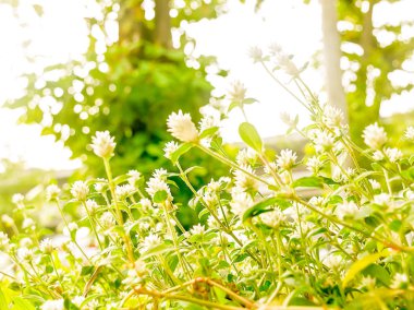 Bir karıncanın görünümden çimen çiçek