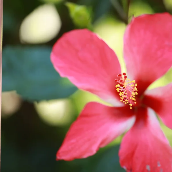 Gaysorn Chaba Perto — Fotografia de Stock