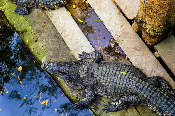 Krokodil Sumpf — Stockfoto