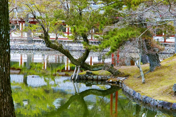 Pinheiro Refletir Lagoa Templo Japonês — Fotografia de Stock