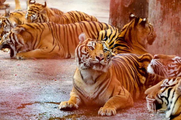 Group of tigers,Thailand .