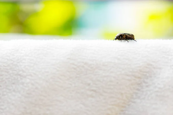 Yemek Böcekler Battaniye Gün Zamanında — Stok fotoğraf