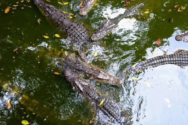 Krokodil Sumpf — Stockfoto
