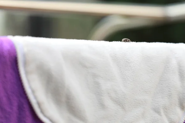 Insects Eat Blankets in the day time