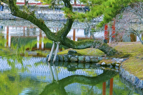 Pine Tree Reflect Pond Japanese Temple — Stock Photo, Image