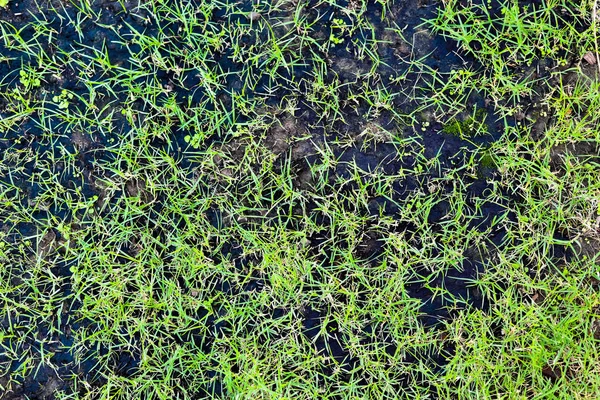 Hierba Verde Está Creciendo Suelo Negro Césped —  Fotos de Stock
