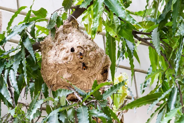 Осиное Гнездо Плотоядных Vespa Affinis — стоковое фото