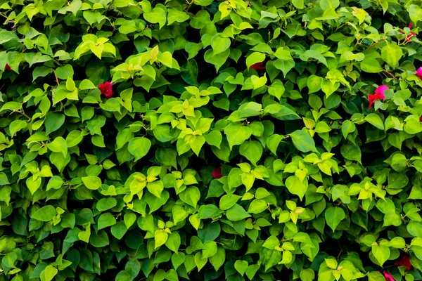 Зеленые Листья Фона — стоковое фото