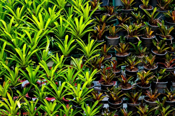 Walls Beautiful Leaf Pots Background — Stock Photo, Image