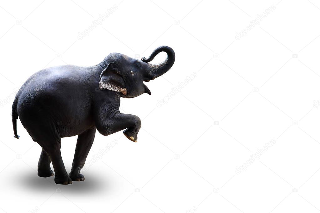 young elephant standing with two hind legs isolated on white background.