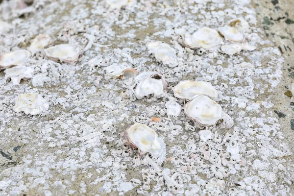 Conchas Mar Sobre Pedra — Fotografia de Stock