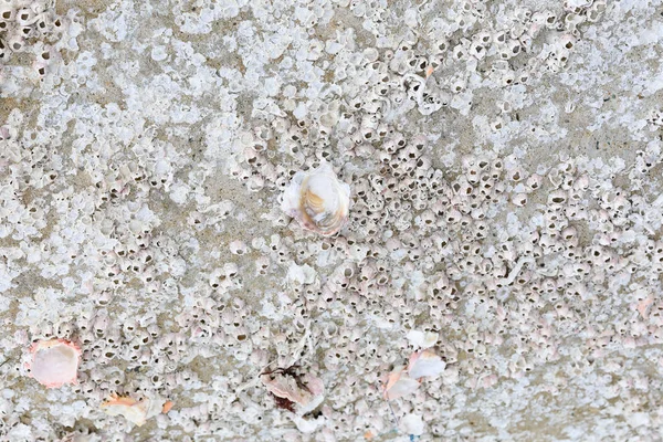 Muscheln Aus Dem Meer Auf Dem Stein — Stockfoto