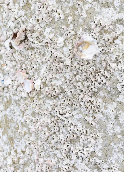 Muscheln Aus Dem Meer Auf Dem Stein — Stockfoto