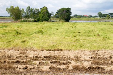 pirinç tarlaları ile arka planda bulutlar yağmur