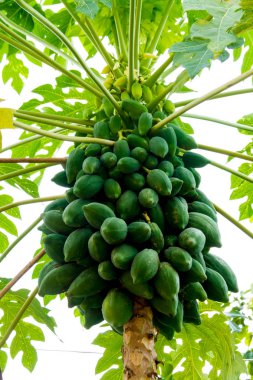 Ağaçtaki papaya